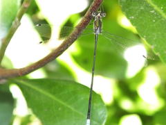 Chlorolestes tessellatus