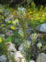 Hebenstretia parviflora