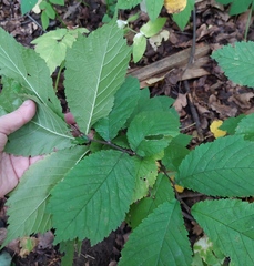Ulmus glabra