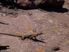 Liolaemus austromendocinus