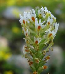 Hebenstretia parviflora