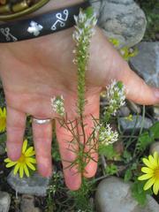 Hebenstretia parviflora
