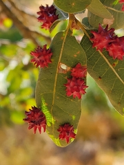 Cynips quercusechinus
