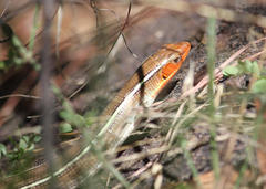 Gerrhosaurus flavigularis