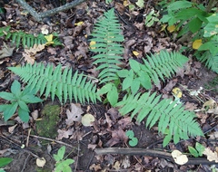Dryopteris filix-mas