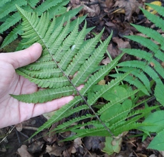 Dryopteris filix-mas