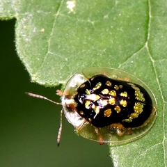 Microctenochira flavonotata
