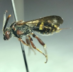 Nomada vicina