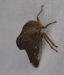 Telamona monticola