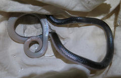 Atractaspis bibronii