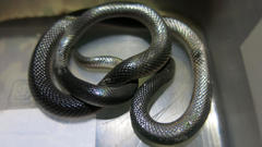 Atractaspis bibronii