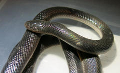 Atractaspis bibronii