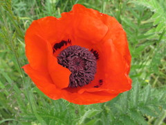 Papaver × pseudo-orientale