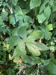 Anemonastrum canadense