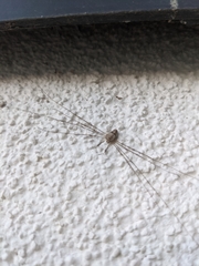 Dicranopalpus ramosus