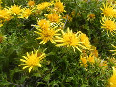Berkheya spinosa