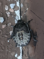 Rhaphigaster nebulosa