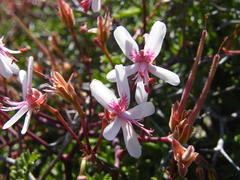 Pelargonium crithmifolium