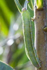 Catochria catocaloides