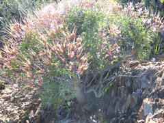 Pelargonium crithmifolium