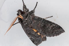 Catochria catocaloides