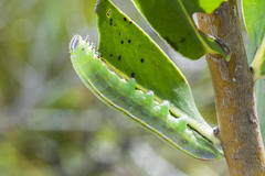 Catochria catocaloides