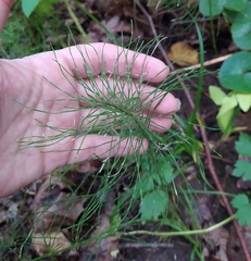 Equisetum pratense