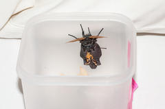 Catochria catocaloides