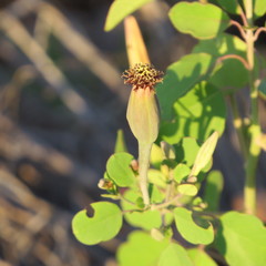 Porophyllum ruderale macrocephalum