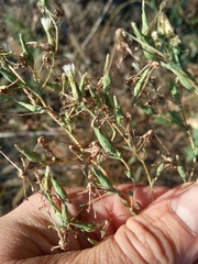 Lactuca serriola