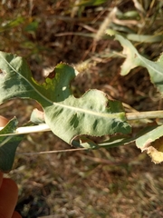 Lactuca serriola
