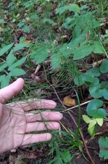 Equisetum pratense
