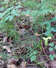 Equisetum pratense