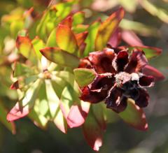Leucadendron glaberrimum erubescens