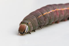 Catochria catocaloides