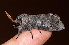 Catochria catocaloides