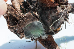 Catochria catocaloides