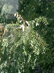 Robinia pseudoacacia