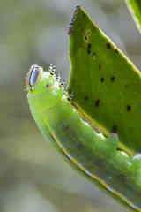 Catochria catocaloides