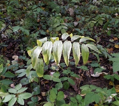 Polygonatum multiflorum