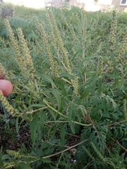 Ambrosia artemisiifolia