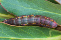 Catochria catocaloides