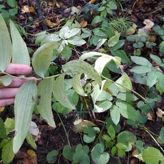 Polygonatum multiflorum
