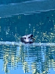 Didelphis virginiana