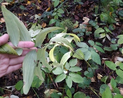 Polygonatum multiflorum
