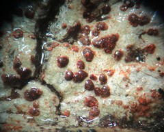 Arthonia cinnabarina