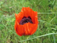 Papaver × pseudo-orientale