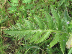 Papaver × pseudo-orientale