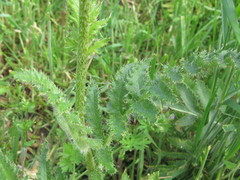 Papaver × pseudo-orientale