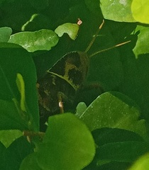 Acanthacris ruficornis